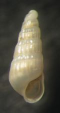 Turbonilla amoena